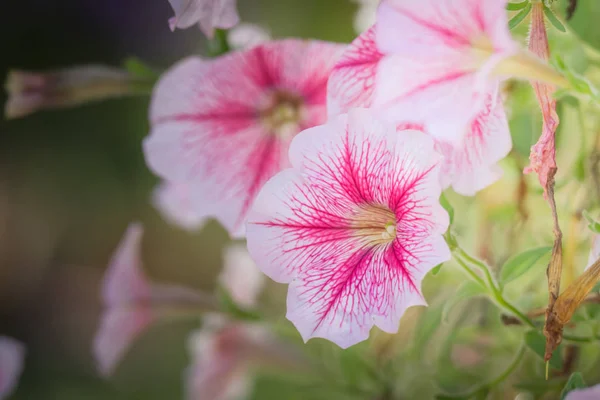 Pozadí Obraz Barevných Květin Pozadí Přírody — Stock fotografie