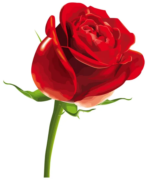 Rose Red Flower Romance Blossom Nature Love Illustration — Stock Photo, Image