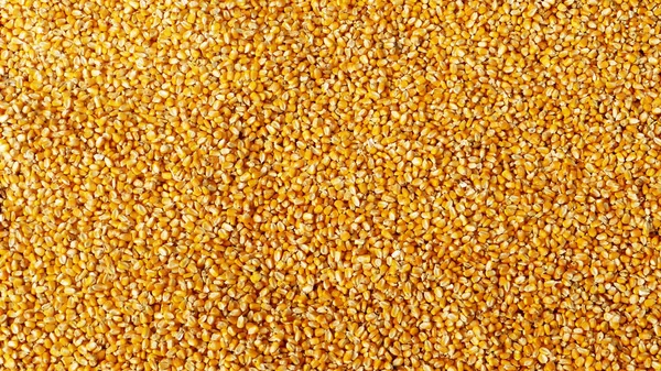 Der Trockene Mais Hintergrund Trockenes Maissaatgut Für Tierfutter — Stockfoto