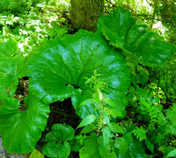 Feuilles Vertes Laitue Dans Jardin — Photo