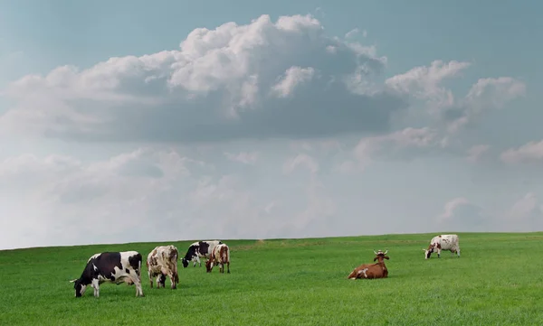 Vacas Pastando Pasto Verano Después Lluvia —  Fotos de Stock