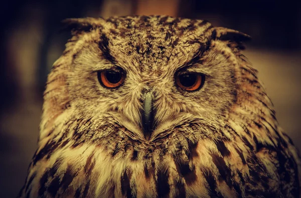 Royal Owl Detail Wild Bird Bird — Stock Photo, Image