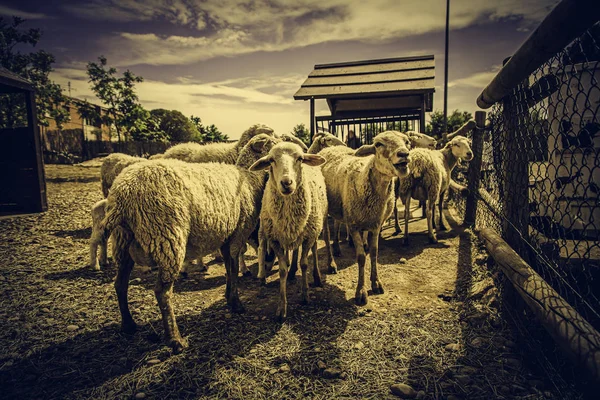 农场上的羊 哺乳动物的详细情况 羊毛和牛奶 粮食生产 — 图库照片
