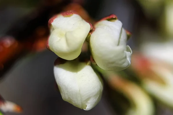 春の梅の花のクローズ アップ ビュー — ストック写真