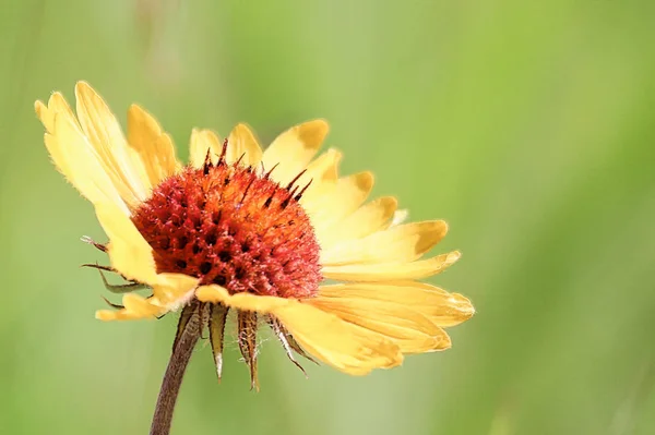 Comune Fiore Coperta Contro Uno Sfondo Verde Sfocato — Foto Stock