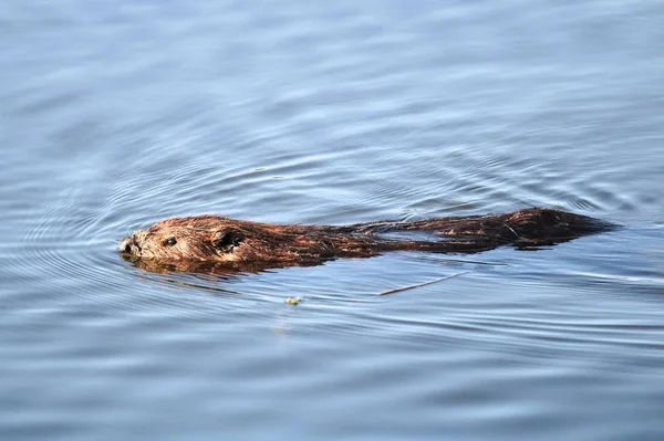 Wellen Einen Wasser Schwimmenden Biber — Stockfoto