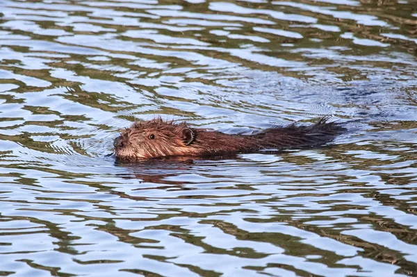 Young Beaver Kit Swimming Wavy Water — Stock Photo, Image