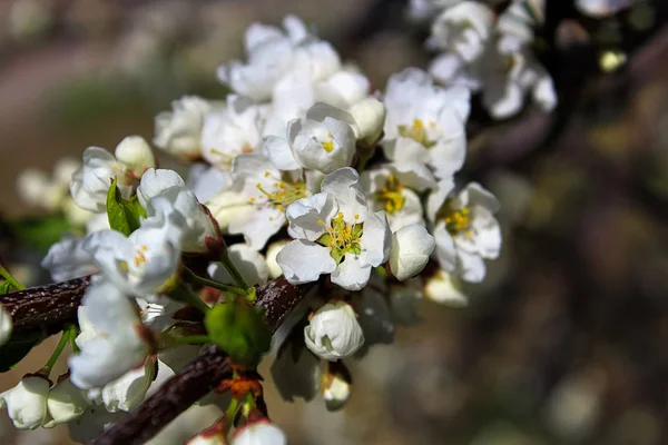 Vista Cerca Las Flores Ciruela Primavera — Foto de Stock