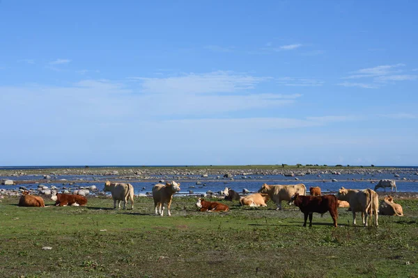 Uma Manada Vaca Mar Báltico Suécia — Fotografia de Stock