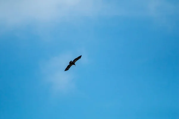 Falcão Com Presa Hawk Voando Céu Azul Hawk Caçava Rato — Fotografia de Stock