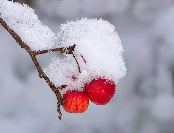 Zmrazené Zralá Jablka Sněhem Selektivní Zaměření — Stock fotografie