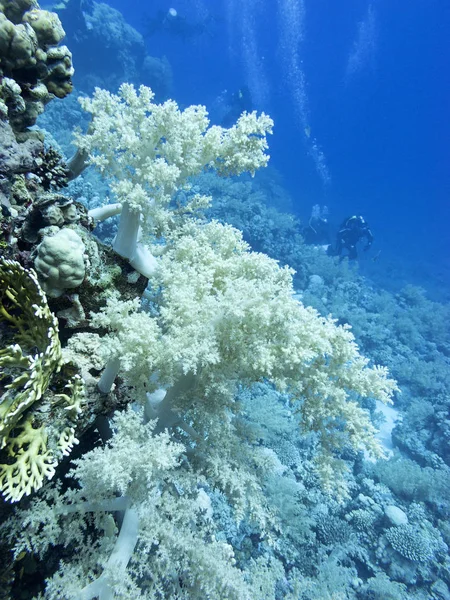 Récif Corallien Coloré Fond Mer Tropicale Grand Corail Brocoli Plongeurs — Photo