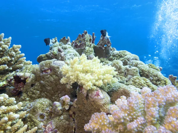 カラフルなサンゴ礁熱帯海 青い水 水中風景の背景の下に — ストック写真