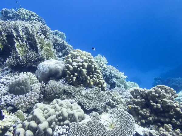 Récif Corallien Coloré Fond Mer Tropicale Coraux Durs Paysage Sous — Photo
