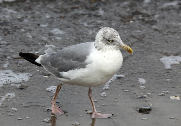 Möwe Rande Der Ostsee — Stockfoto