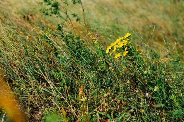 Liggande Buskar Gräs Mot Himlen — Stockfoto