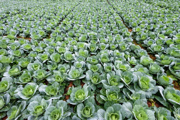 Plantation Choux Brassica Oleracea Belles Rangées Naturelles Légumes Verts Dans — Photo