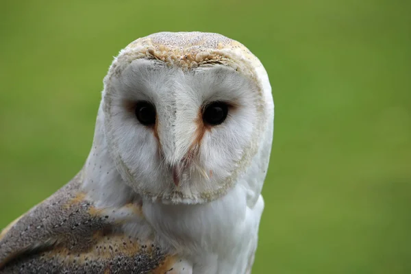 有绿色模糊背景的谷仓猫头鹰 Tyto Alba 的头部和肩膀 — 图库照片