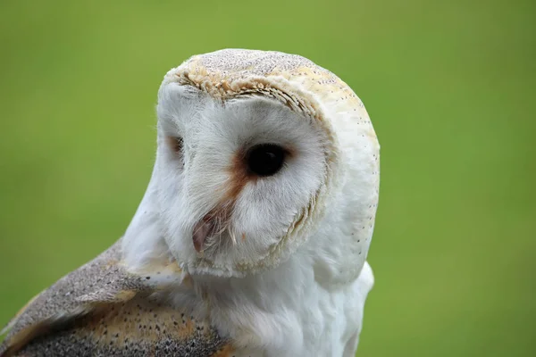 Cabeça Ombros Uma Coruja Celeiro Tyto Alba Com Fundo Verde — Fotografia de Stock