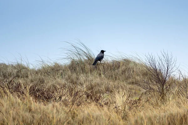 Duinlandschap Het Eiland Helgoland — Stockfoto