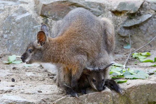 Милая Мать Кенгуру Ребенком Мешке Красный Шея Wallaby Macropus Rufogriseus — стоковое фото