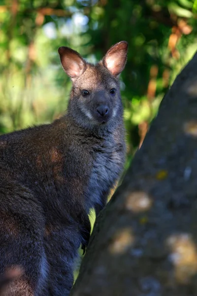 Schattig Baby Van Kangoeroe Soorten Rood Necked Wallaby Rots — Stockfoto