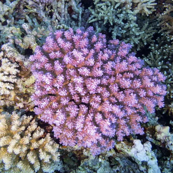 Recife Coral Colorido Fundo Mar Tropical Acropora Coral Duro Rosa — Fotografia de Stock