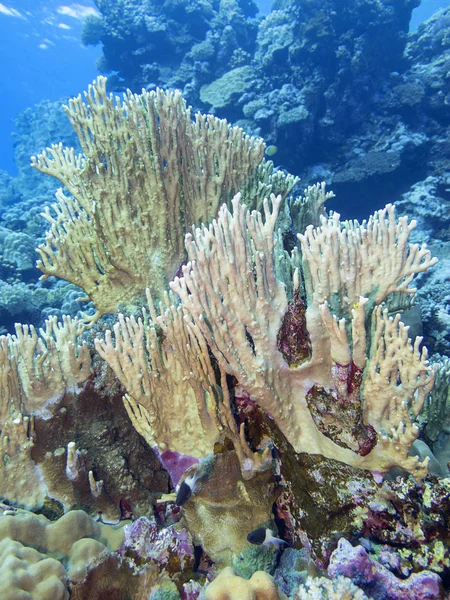 Colorido Arrecife Coral Fondo Del Mar Tropical Coral Amarillo Fuego — Foto de Stock