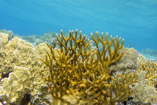 Färgglada Korallrev Botten Tropiska Havet Gul Eld Korall Undervattens Landskap — Stockfoto