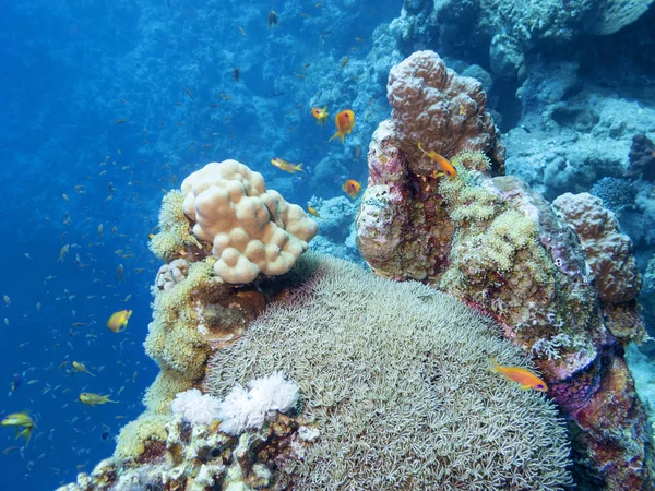 풍경의 하단에 화려한 산호초 — 스톡 사진