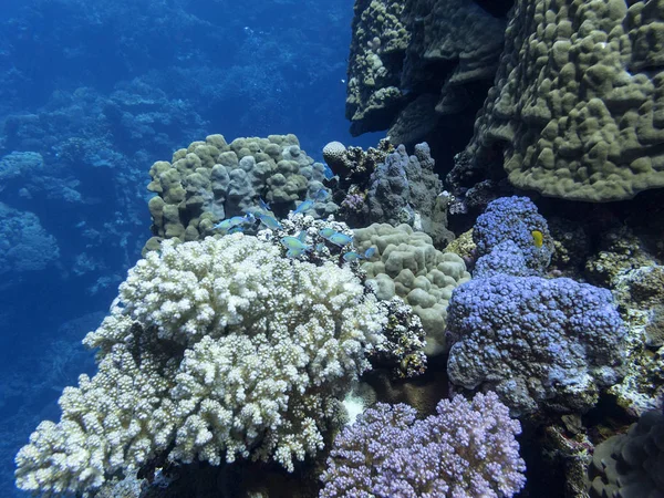 Alján Trópusi Tenger Kemény Korallok Zöld Színes Korallzátonyok Halak Chromis — Stock Fotó