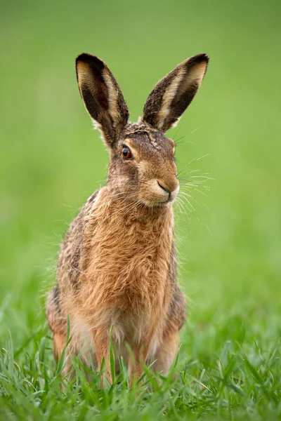 Lebre Castanha Europeia Lepus Europaeus Verão Com Fundo Verde Desfocado — Fotografia de Stock