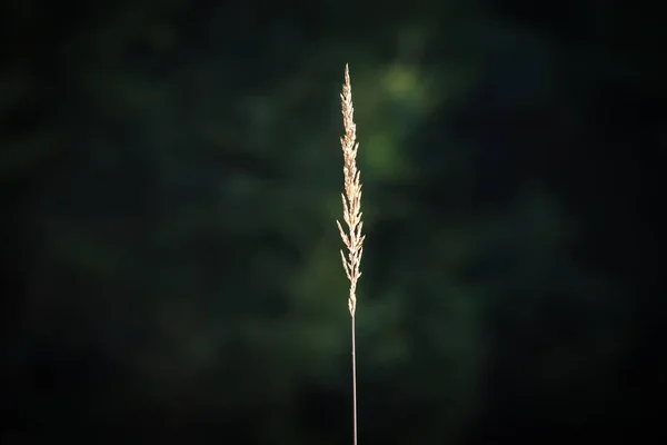 德国巴伐利亚森林里被阳光照亮的草叶 — 图库照片