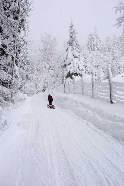 Mujer Con Trineo Senderismo Paisaje Invierno Nevado — Foto de Stock