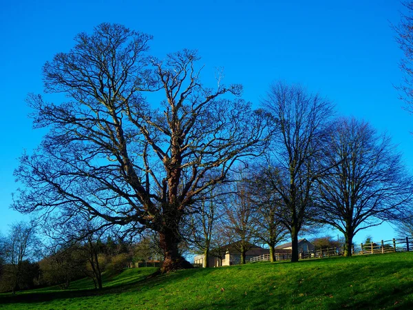 Árboles Grandes Con Ramas Desnudas Invierno Una Colina Verde Con — Foto de Stock