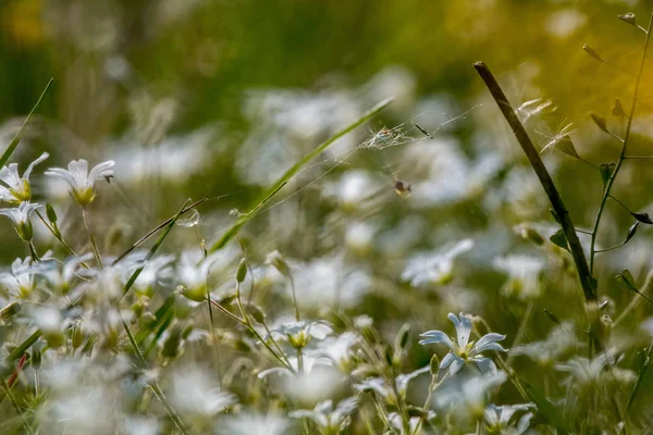Λευκά Αγριολούλουδα Ανθισμένα Λουλούδια Όμορφη Λευκό Άγρια Λουλούδια Στο Πράσινο — Φωτογραφία Αρχείου