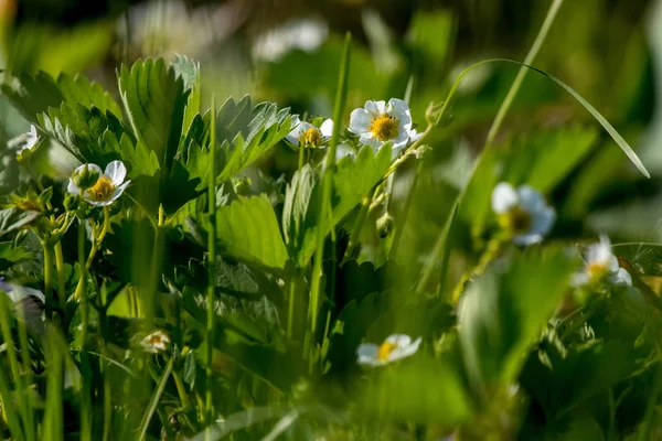 Strawberry flowers. Blooming strawberries. Beautiful white strawberry flowers in green grass. Meadow with strawberry flowers. Field strawberry flowers. Nature strawberry flower in spring. Strawberry flowers in meadow. ..