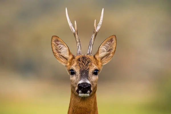 Portréja Egy Capreolus Capreolus Buck Nyáron Tiszta Homályos Háttérrel Részlet — Stock Fotó