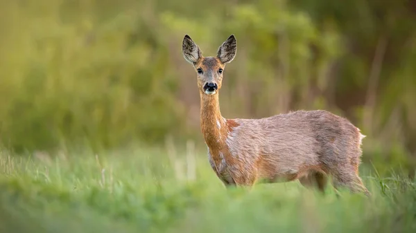 Roe Deer Capreolus Capreolus Doe Female Spring Standing Meadow Closeup — Stock Photo, Image