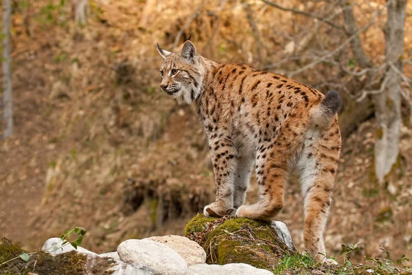 欧洲山猫站在秋天森林的岩石上 背景模糊 自然环境中濒临绝种的哺乳动物掠食者 色彩艳丽的野生动物风景 — 图库照片