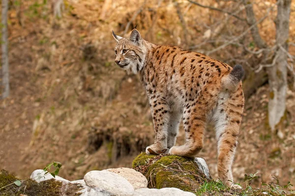 Lince Eursiana Piedi Una Roccia Nella Foresta Autunnale Con Sfondo — Foto Stock