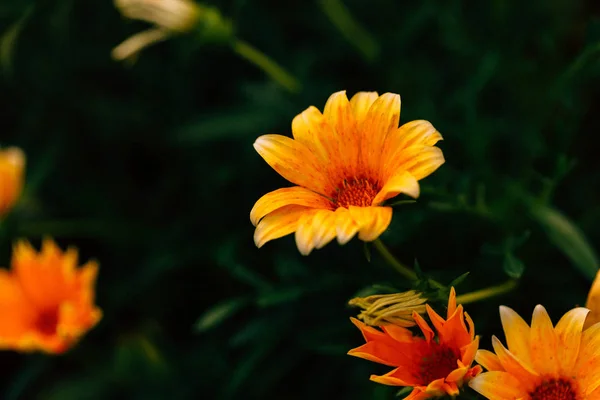 Vackra Gula Blommor Mörkgrön Bakgrund — Stockfoto