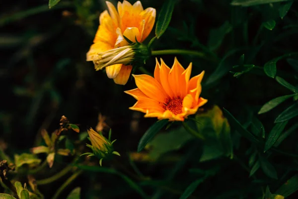 Vackra Gula Blommor Mörkgrön Bakgrund — Stockfoto