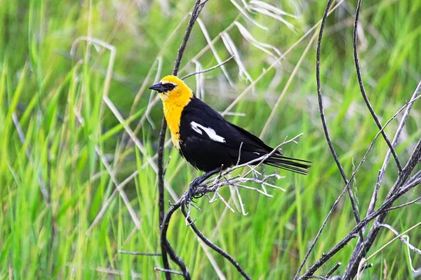 一只黄头的雄性黑鸟栖息在树枝上 — 图库照片