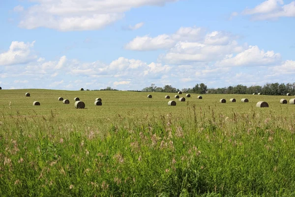 Vista Fardos Heno Campo Durante Verano — Foto de Stock