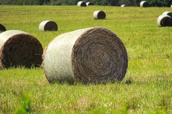 Hay Bales Sitting Field Summer — Stock Photo, Image