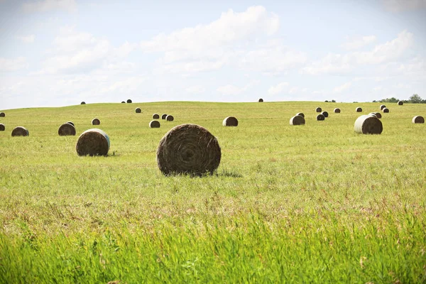 Campo Aberto Fardos Feno Redondo — Fotografia de Stock