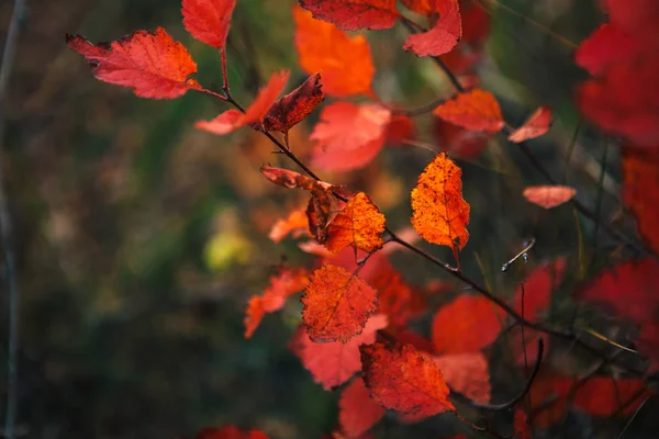Rode Bladeren Bos Onscherpe Achtergrond — Stockfoto
