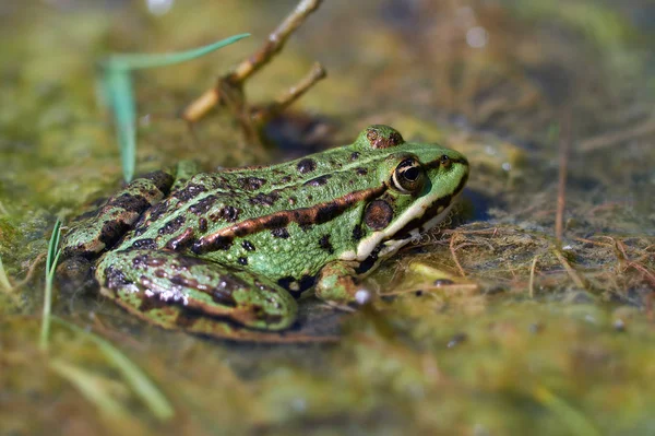 Marsh Frog Pelophylax Ridibundus Στο Βάλτο Μακροσκοπική Λήψη — Φωτογραφία Αρχείου