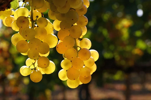 Sluit Een Bos Van Herfst Rijpe Witte Druif Opknoping Wijngaard — Stockfoto